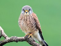 Falco naumanni 58, Kleine torenvalk, Saxifraga-Bart Vastenhouw