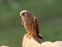 Falco naumanni 6, Kleine torenvalk, female, Saxifraga-Arie de Knijff