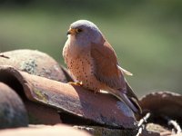 Falco naumanni 60, Kleine torenvalk, male, Saxifraga-Arie de Knijff
