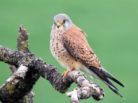 Falco naumanni 61, Kleine torenvalk, Saxifraga-Bart Vastenhouw