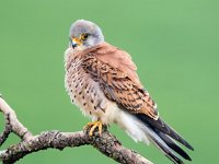 Falco naumanni 64, Kleine torenvalk, Saxifraga-Bart Vastenhouw
