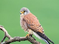 Falco naumanni 65, Kleine torenvalk, Saxifraga-Bart Vastenhouw