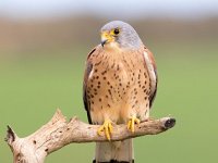 Falco naumanni 66, Kleine torenvalk, Saxifraga-Bart Vastenhouw