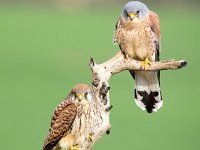 Falco naumanni 67, Kleine torenvalk, Saxifraga-Bart Vastenhouw