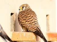 Falco naumanni 69, Kleine torenvalk, Saxifraga-Bart Vastenhouw