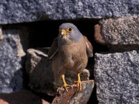 Falco naumanni 7, Kleine torenvalk, male, Saxifraga-Arie de Knijff