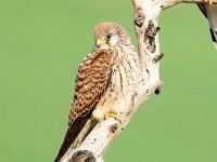 Falco naumanni 70, Kleine torenvalk, Saxifraga-Bart Vastenhouw