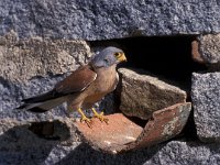 Falco naumanni 8, Kleine torenvalk, male, Saxifraga-Arie de Knijff