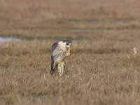 Falco peregrinus 12, Slechtvalk, Saxifraga-Martin Mollet
