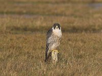 Falco peregrinus 16, Slechtvalk, Saxifraga-Martin Mollet