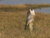 Falco peregrinus 17, Slechtvalk, Saxifraga-Martin Mollet