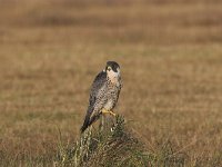 Falco peregrinus 21, Slechtvalk, Saxifraga-Martin Mollet
