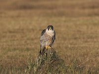 Falco peregrinus 22, Slechtvalk, Saxifraga-Martin Mollet