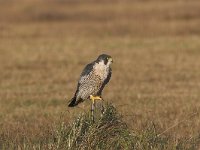 Falco peregrinus 23, Slechtvalk, Saxifraga-Martin Mollet