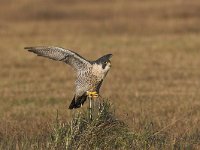 Falco peregrinus 24, Slechtvalk, Saxifraga-Martin Mollet