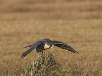 Falco peregrinus 25, Slechtvalk, Saxifraga-Martin Mollet