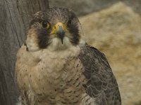 Falco peregrinus 28, Slechtvalk, Saxifraga-Willem van Kruijsbergen