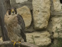 Falco peregrinus 30, Slechtvalk, Saxifraga-Willem van Kruijsbergen