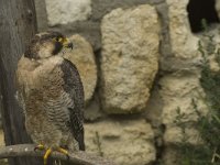 Falco peregrinus 31, Slechtvalk, Saxifraga-Willem van Kruijsbergen
