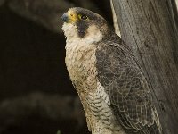 Falco peregrinus 35, Slechtvalk, Saxifraga-Willem van Kruijsbergen