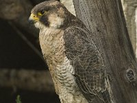 Falco peregrinus 42, Slechtvalk, Saxifraga-Willem van Kruijsbergen