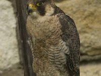 Falco peregrinus 44, Slechtvalk, Saxifraga-Willem van Kruijsbergen