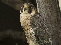 Falco peregrinus 45, Slechtvalk, Saxifraga-Willem van Kruijsbergen