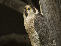 Falco peregrinus 46, Slechtvalk, Saxifraga-Willem van Kruijsbergen