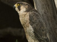 Falco peregrinus 47, Slechtvalk, Saxifraga-Willem van Kruijsbergen