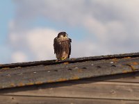 Falco peregrinus 48, Slechtvalk, juvenile, female, Saxifraga-Martin Mollet
