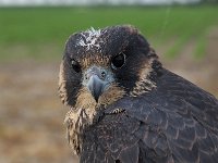 Falco peregrinus 50, Slechtvalk, juvenile, Saxifraga-Martin Mollet