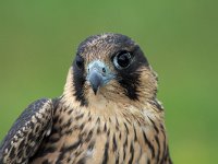 Falco peregrinus 52, Slechtvalk, juvenile, Saxifraga-Martin Mollet