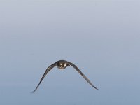 Falco peregrinus 6, Slechtvalk, Saxifraga-Martin Mollet