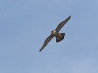Falco peregrinus 8, Slechtvalk, Saxifraga-Martin Mollet
