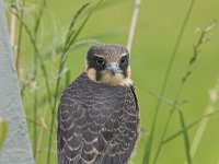 Falco subbuteo 11, Boomvalk, juvenile, Saxifraga-Martin Mollet