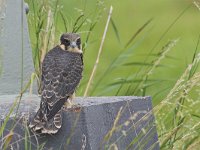 Falco subbuteo 12, Boomvalk, juvenile, Saxifraga-Martin Mollet
