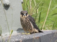 Falco subbuteo 14, Boomvalk, juvenile, Saxifraga-Martin Mollet