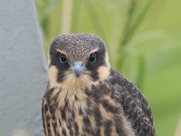 Falco subbuteo 15, Boomvalk, juvenile, Saxifraga-Martin Mollet