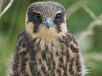 Falco subbuteo 16, Boomvalk, juvenile, Saxifraga-Martin Mollet