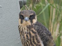 Falco subbuteo 17, Boomvalk, juvenile, Saxifraga-Martin Mollet