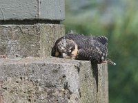 Falco subbuteo 19, Boomvalk, juvenile, Saxifraga-Martin Mollet