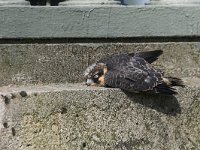 Falco subbuteo 21, Boomvalk, juvenile, Saxifraga-Martin Mollet