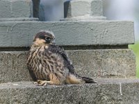 Falco subbuteo 22, Boomvalk, juvenile, Saxifraga-Martin Mollet