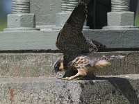 Falco subbuteo 25, Boomvalk, juvenile, Saxifraga-Martin Mollet