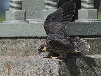 Falco subbuteo 26, Boomvalk, juvenile, Saxifraga-Martin Mollet
