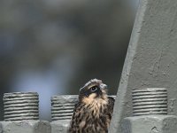 Falco subbuteo 29, Boomvalk, juvenile, Saxifraga-Martin Mollet
