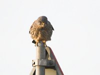 Falco tinnunculus 10, Torenvalk, Saxifraga-Martin Mollet