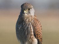 Falco tinnunculus 16, Torenvalk, young male, Saxifraga-Martin Mollet
