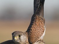 Falco tinnunculus 17, Torenvalk, young male, Saxifraga-Martin Mollet