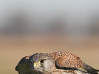 Falco tinnunculus 18, Torenvalk, young male, Saxifraga-Martin Mollet